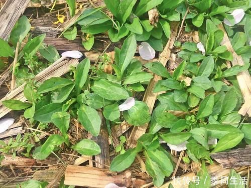 野生|这种红梗野菜,一到春天满山找,如今越来越少见,再不吃就成草