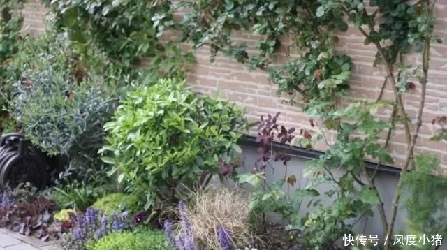 种植|家里有院子不如搞个种植池,这几样植物推荐给你
