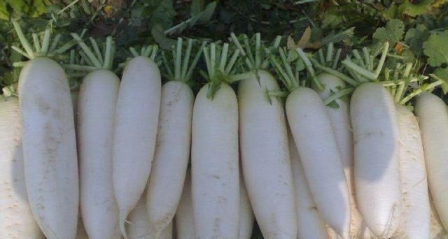 健康长寿|白萝卜可和此物一起吃，头发变黑了，也不脱发了，谁吃谁健康