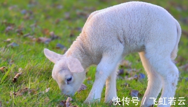 生肖羊|福报源源不断到来，生肖羊打起精神披荆斩棘，成就一番惊人事业