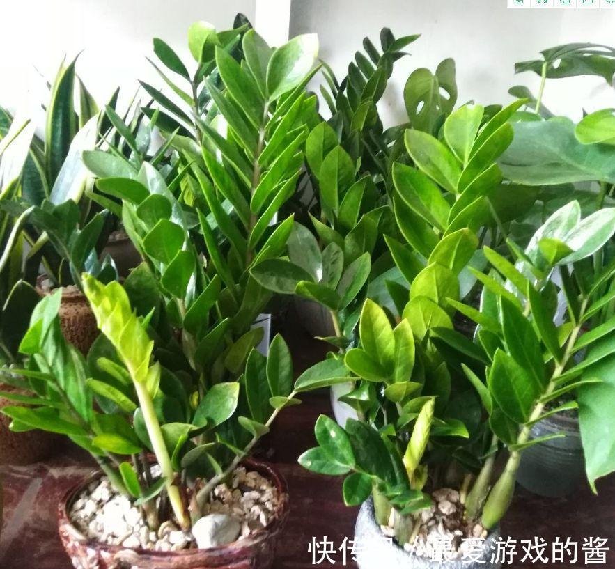 10大吉祥花,好养又高档,家里养一盆,有花有果招财又旺家