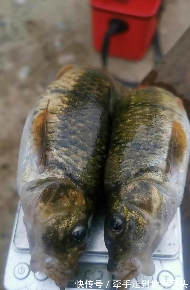 温州炉西大峡谷现“巨型溪石斑”，将近一斤重，已突破体型极限