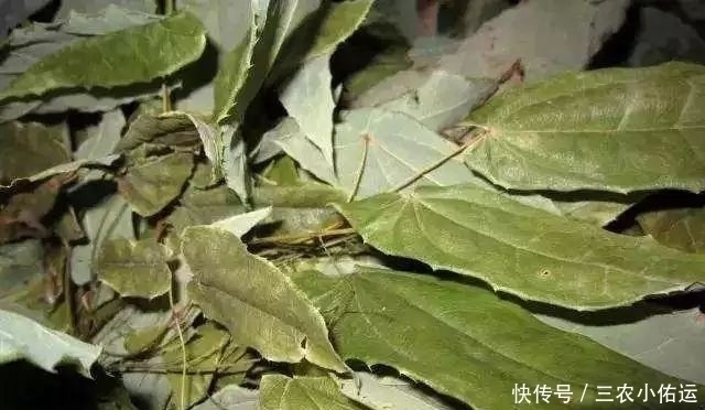 羊儿|农村一种植物野草，羊吃会发情，补肾，农民常用来泡酒