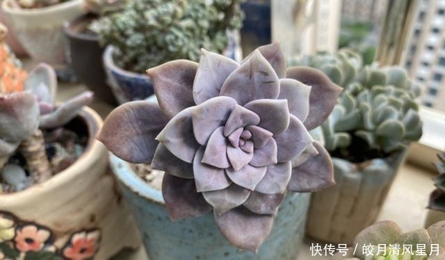 度夏|绿了也是心头肉,开始为度夏担忧!