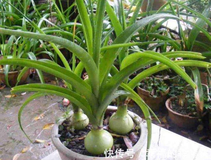 6种花不怕旱,小盆种少浇水,枝繁叶茂真好看,适合懒人