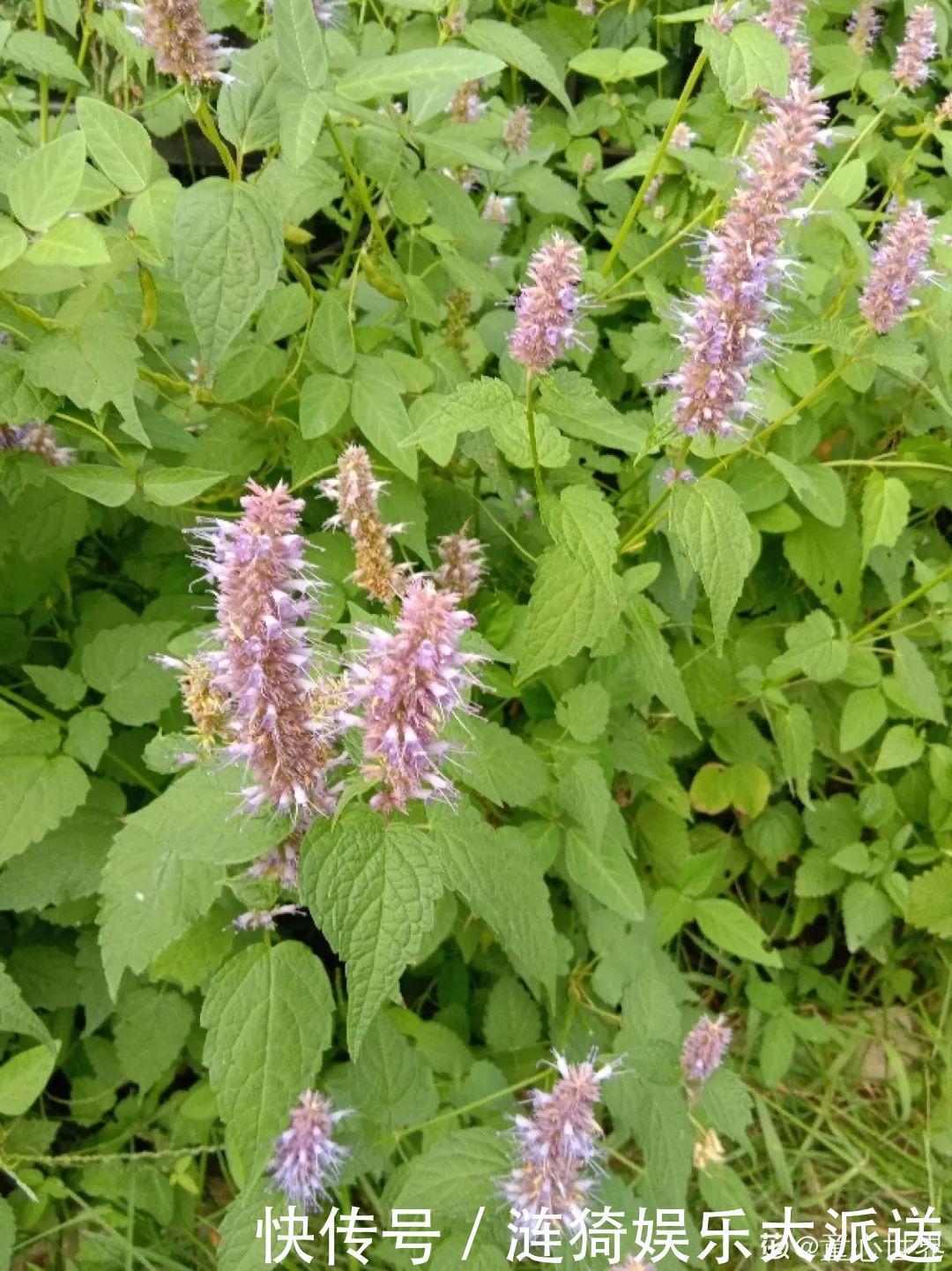 猪笼草|7种花插土里，立马长满院子，蚊虫不敢靠近！