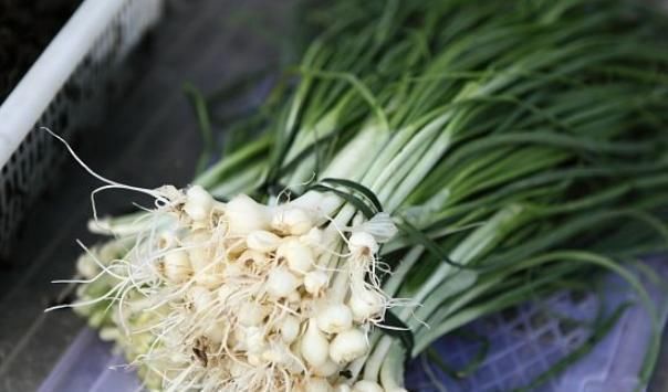 补血|春天里常见的4种野菜,预防三高,补血清热,喜欢喝酒吃肉要多吃
