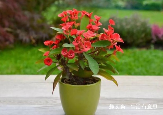 此花,晒不死,旱不死,药用价值高,扦插易活,花开爆盆360天