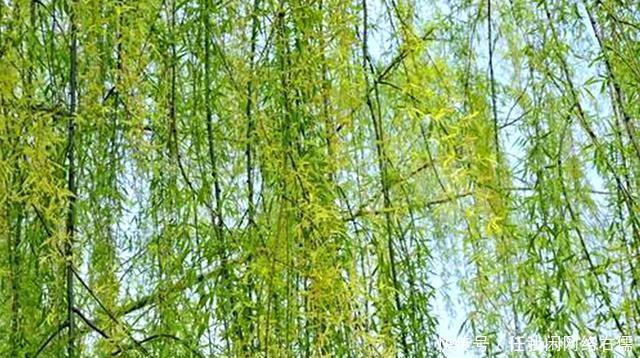 七绝(河岸新柳)一首垂丝秀发镜边梳,倒映波光影羡鱼