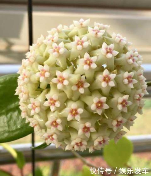 北阳|适合北阳台的网红花,耐阴皮实又勤花,开一朵香飘满屋,美极了