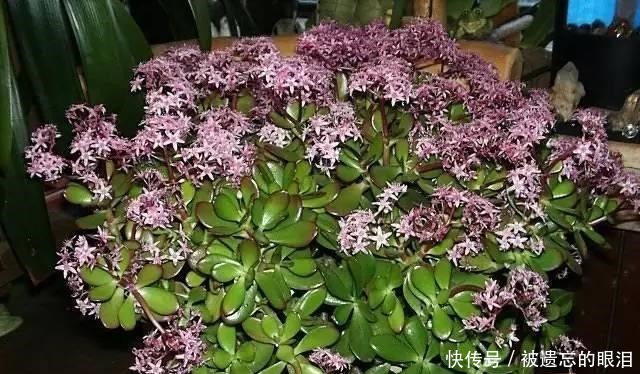 懒人|为懒人准备的6种盆栽花卉, 一两个月忘记浇水也能活得滋润!