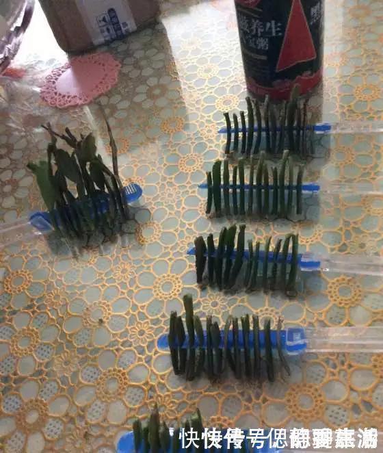 梳子|蟹爪兰插在梳子上，一次50片，大白根呼呼冒，爆盆太过瘾