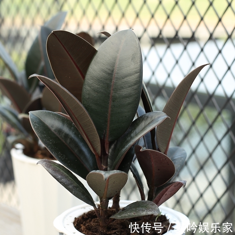 橡皮树|杭州发现一户人家阳台,太惊艳了,像御花园一样美,拍给大家晒晒