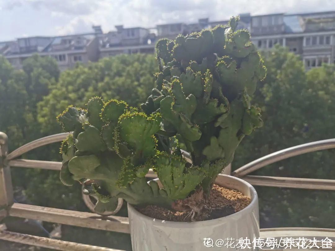 橡皮树|养花就怕乱浇水，越浇死得越快，赶紧住手