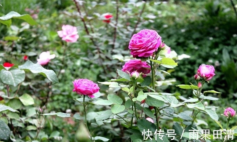 病虫害|月季花怎么养不生病虫害?一养二防,长的旺开的美!