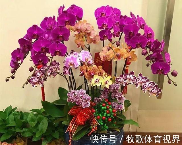 寓意|过年之前，给家里养上6种花，花朵红红火火、寓意美好