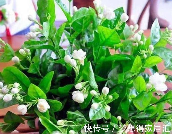 要点|秋冬养茉莉花,3个要点要谨记,不然难以过冬,明年没花赏