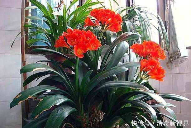 发酵|君子兰盆底加点“料”,叶片油亮又肥厚,比“激素”还好使!