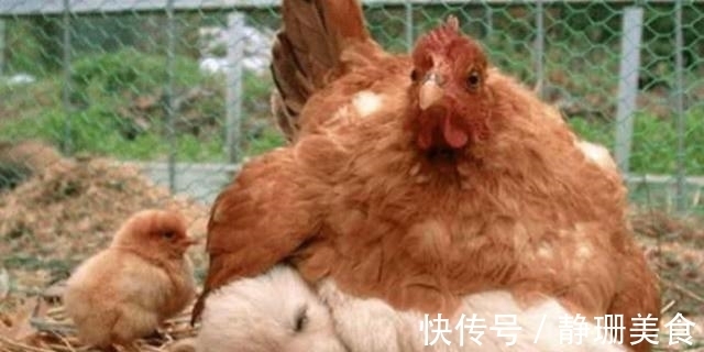 卵子|母鸡不需要公鸡帮忙,却能天天下蛋,这到底是为什么?