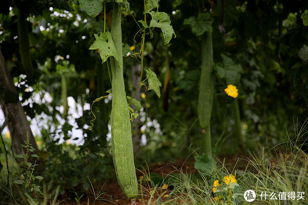 食材|立秋以后，“啃秋”有讲究，无论价格贵贱，这5种食材都要少吃