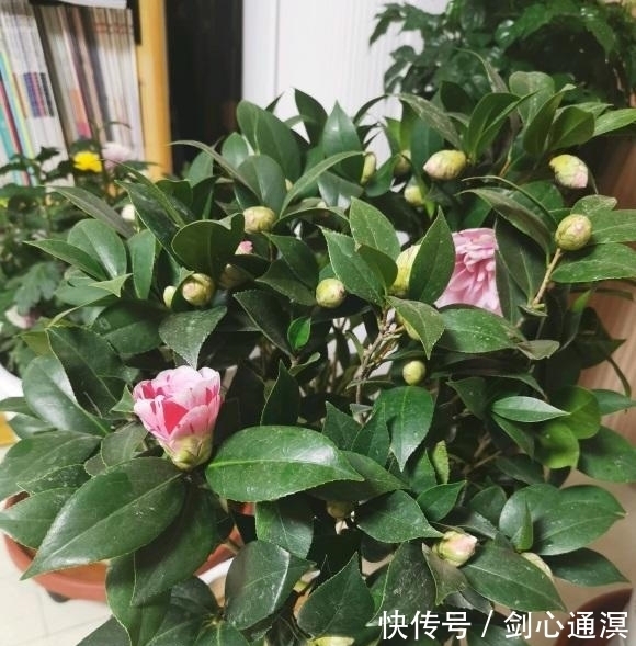 养死|山茶花买回家,总是能养死,问题不在我们,茶花本身就有问题