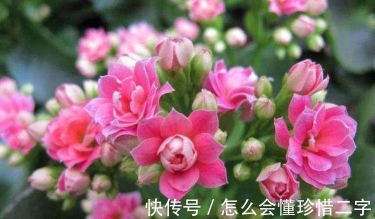 4种花养家里,多姿多彩、美轮美奂,四季有花开,花香四溢飘满屋