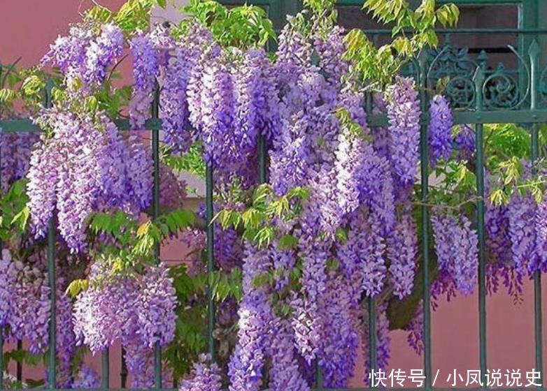 养花就养4种花,家里养一盆,开花漂亮花期长,纯洁美