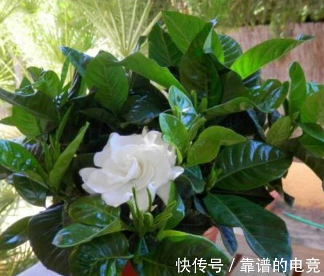 养花盆里加几滴“小东西”，茉莉、茶花不黄叶，30天一次简单有效