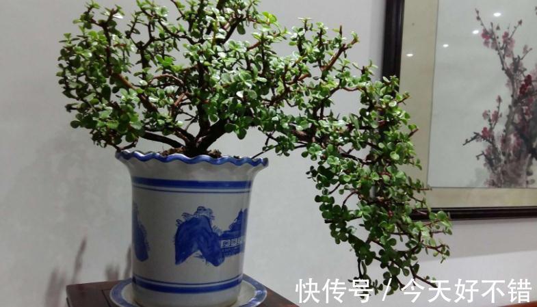 老桩|这3种植物适合新手玩“养成老桩”，甭错过！