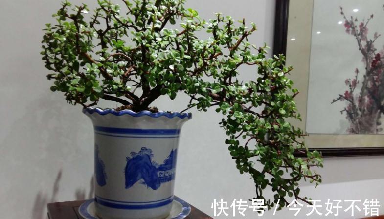 这3种植物适合新手玩“养成老桩”,甭错过!