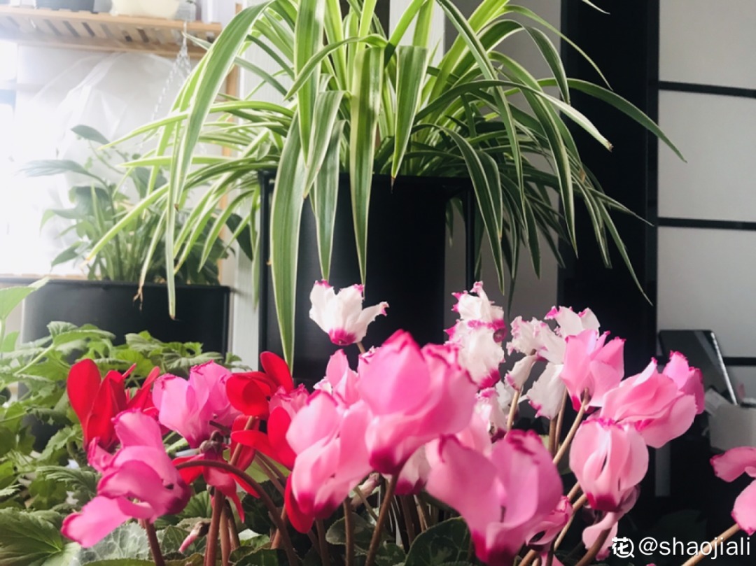 家里有这7种花，少浇水、不能晒，天热要休眠！