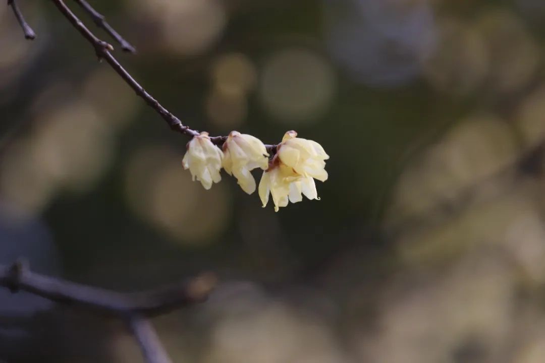 梅景|蜡梅、梅花罕见同开，武汉植物园限量版梅景上新