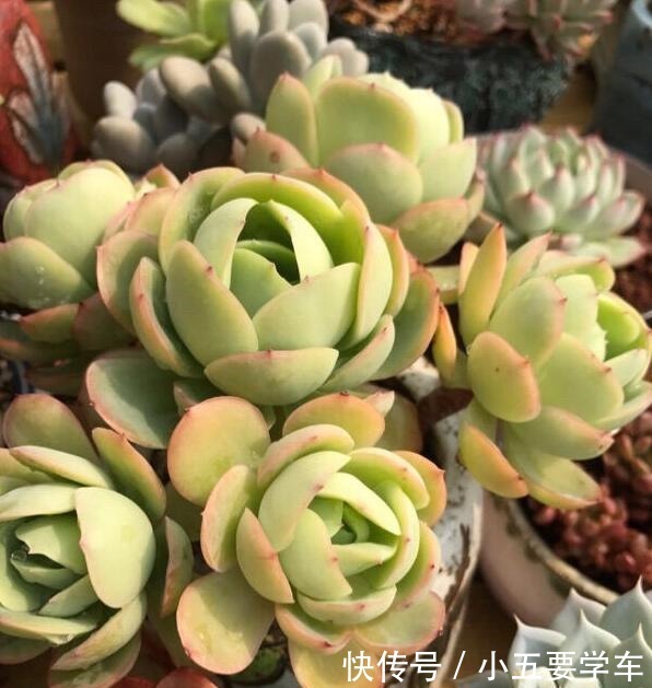 碧桃今年和去年对比,差别可不是一般大,希望一年比一年美!