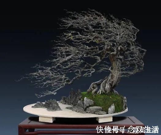叶片|盆景制作技法夏天来到,盆景脱衣换锦,有6种好处