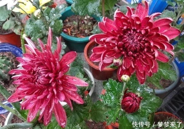 蝴蝶兰|年底了,安排上4种花,家居氛围轻松打造