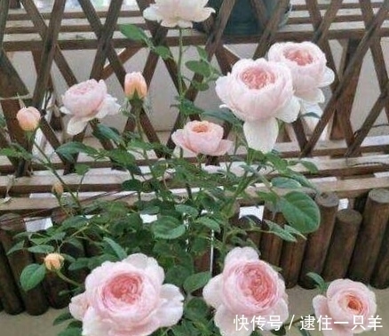 路上捡个枝,插出1盆花,花开如瀑布,美死了!