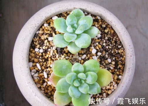 阳台上|多肉凝脂莲怎么养更饱满教你3个小妙招,养出红润璀璨的凝脂莲