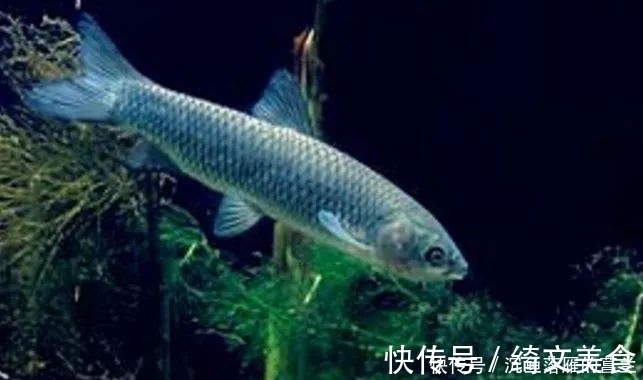饵团|钓草鱼3大技巧,赶紧用起来,保证上的都是大草鱼!
