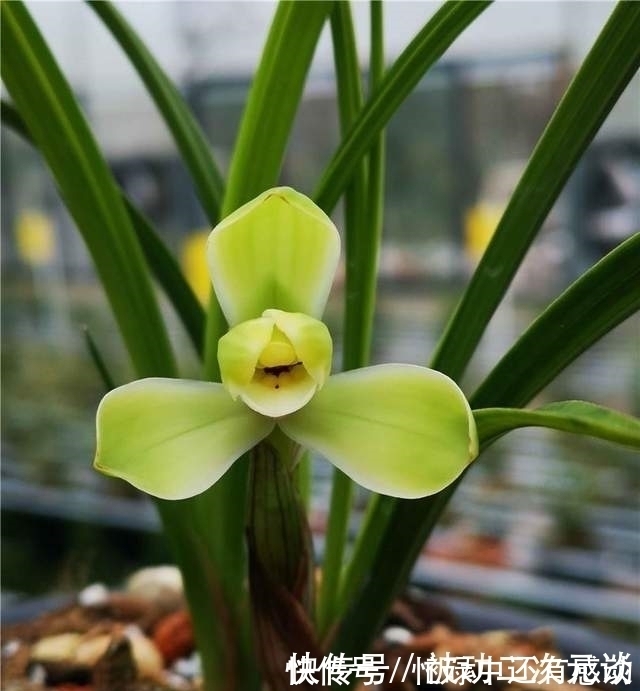 艾草|此兰花拥有“几百年”的历史，瓣型工整，香味扑鼻，现在正值花期