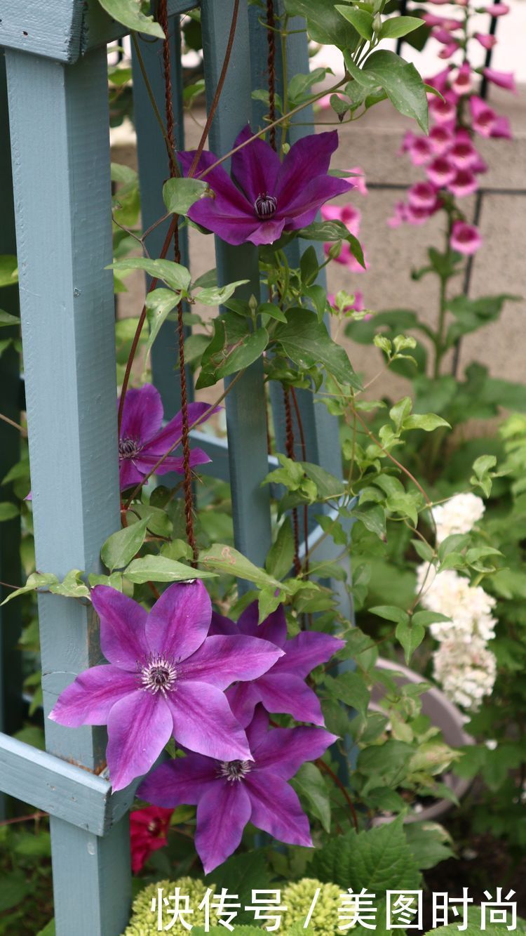 洋房|为了可以养花,我建了座小洋房,终于可以打造梦寐以求的花园了