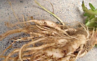 白菜根煮水太厉害了，男性女性都离不开，现在了解也不晚