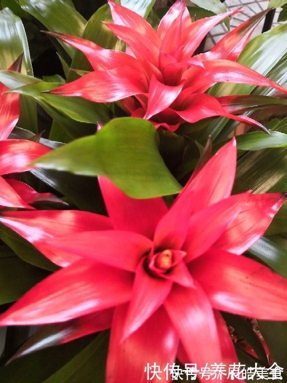 4种“一次性”花卉,开完就赶紧扔掉,浪费精力也不再开花