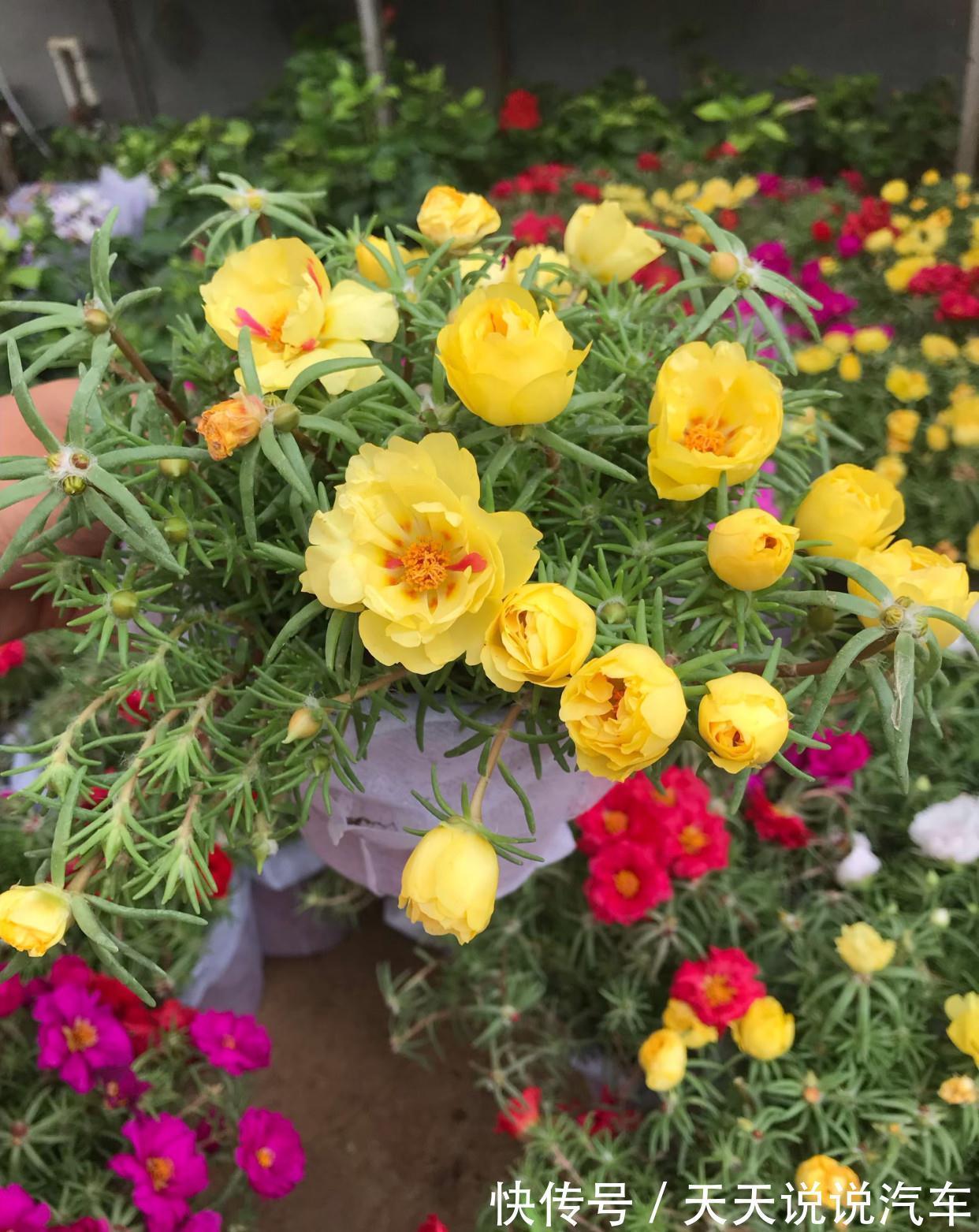 立冬后，养这10种花，切记不能多浇水，养不活都是由于手太勤