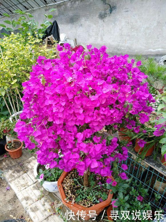 接穗|高手的扦插玩法,把以下三角梅养得这么好,只见开花不见叶