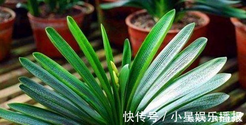 小知识|新手养护花卉,掌握3个方面,次次开花“爆盆”,叶片绿滴油!