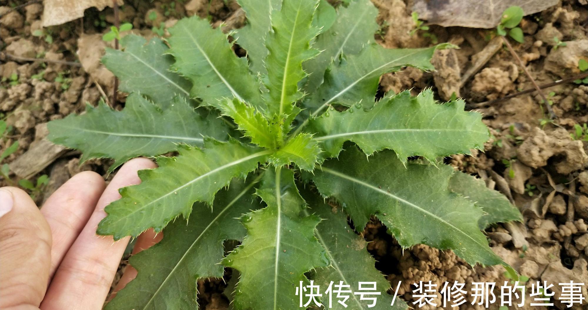 叶子|若长在您家房前屋后,记得采叶子就好,请别挖根,价值真的好珍贵