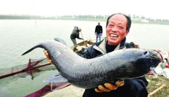 青鱼是淡水鱼中的上品,为何却有“鬼鱼”“索命鱼”之称?