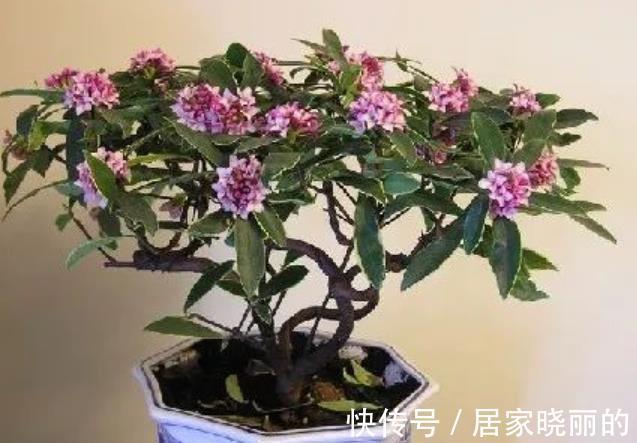 长势|9月扦插5种花,15天呼呼长新根新芽,入冬开出层叠群花