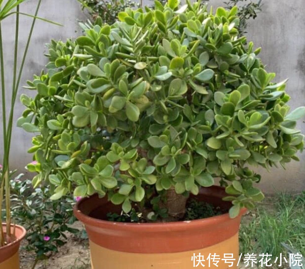 浇水|6种花“喝水少”，不用浇太勤，漂亮还好养