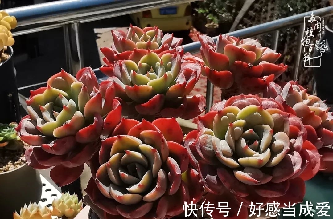 治愈之“肉”:愿所有的养肉人都被这些“胖子们”治愈